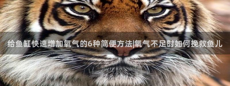 彩神ix是真的吗